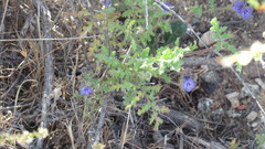 Phacelia