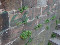 Asplenium ruta-muraria