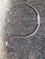 Psammophis angolensis