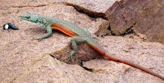 Platysaurus minor