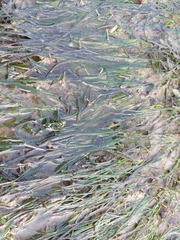 Cymodoceaceae