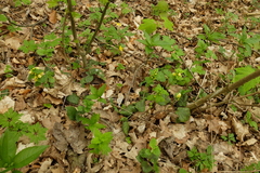 Lamium galeobdolon galeobdolon