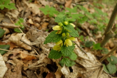 Lamium galeobdolon galeobdolon