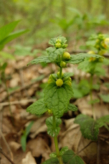 Lamium galeobdolon galeobdolon