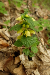 Lamium galeobdolon galeobdolon