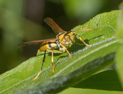 Polistes diabolicus
