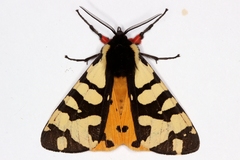 Arctia angelica