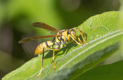 Polistes diabolicus