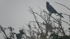 Cacicus chrysopterus