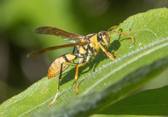 Polistes diabolicus