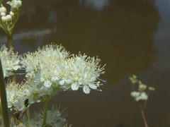 Filipendula ulmaria