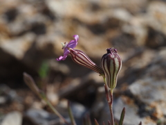 Silene secundiflora