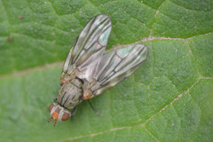 Otites guttata