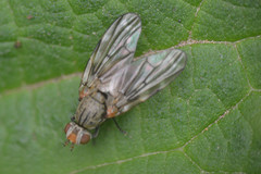 Otites guttata