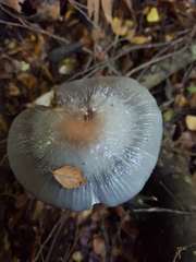 Cortinarius metallicus