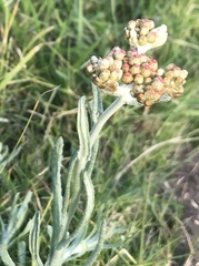 Pseudognaphalium undulatum