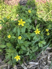 Ranunculus sieboldii
