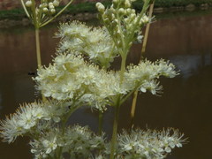 Filipendula ulmaria