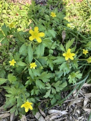 Ranunculus sieboldii