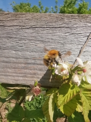 Bombus pascuorum