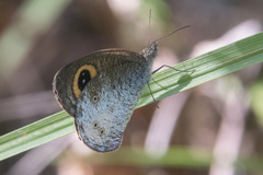 Ypthima aphnius