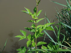 Filipendula ulmaria