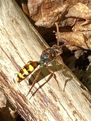 Nomada leucophthalma