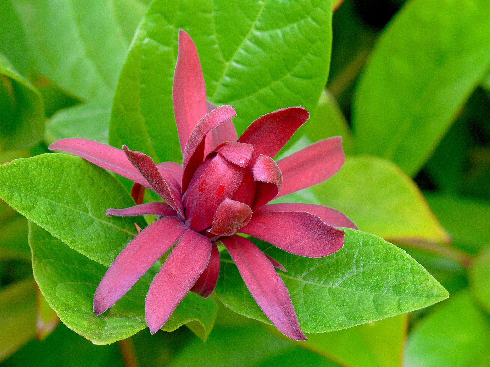 Calycanthus