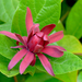 Calycanthus occidentalis - Photo (c) James Gaither,  זכויות יוצרים חלקיות (CC BY-NC-ND)