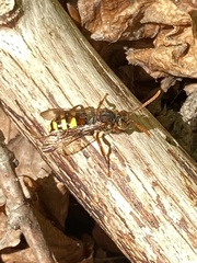 Nomada leucophthalma
