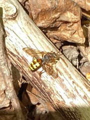 Nomada leucophthalma