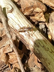 Nomada leucophthalma