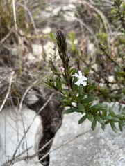 Chascanum