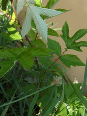 Filipendula ulmaria
