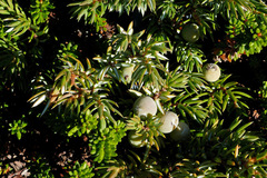 Juniperus communis depressa