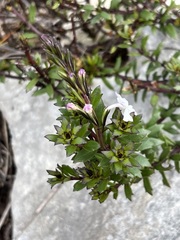 Chascanum