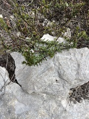 Chascanum