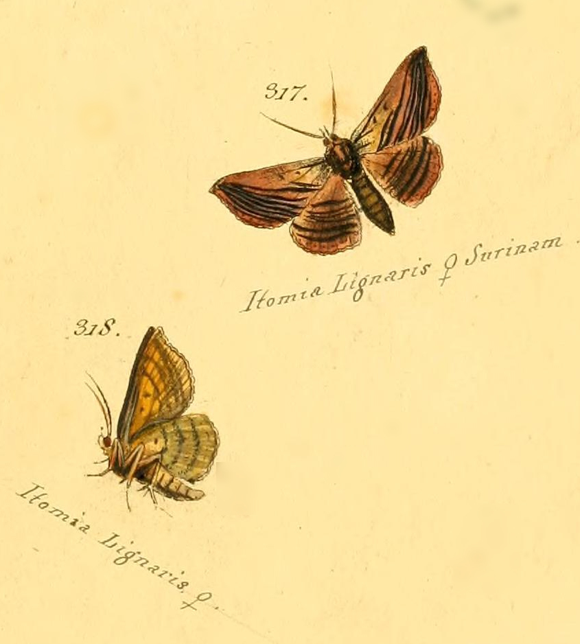 Itomia lignaris