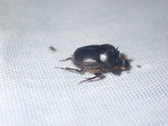 Onthophagus deterrens