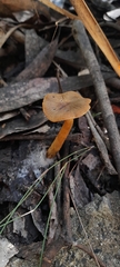 Leprocybe