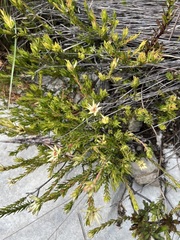 Euchaetis longibracteata
