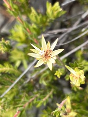 Euchaetis longibracteata
