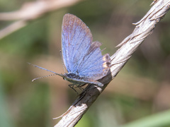 Everes lacturnus
