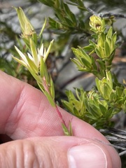 Euchaetis longibracteata