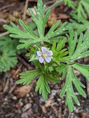 Geranium carolinianum carolinianum