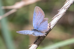 Everes lacturnus
