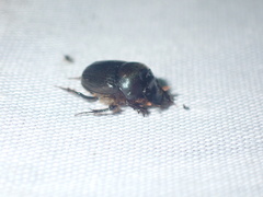 Onthophagus deterrens