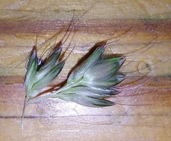 Alopecurus pratensis pratensis