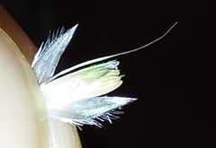 Alopecurus pratensis pratensis