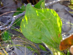 Mairia coriacea